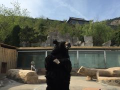 -东方熊牧场