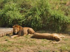 -石家庄市动物园