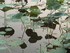 -白洋淀风景区