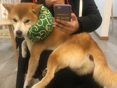 -柴迷FANS CLUB·柴犬狗咖·猫咖