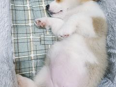 -1013 PET SHOP 宠物商店(近铁城市广场店)