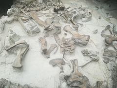 -自贡恐龙博物馆