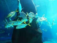 -北戴河圣蓝海洋公园