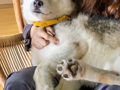 -Husky Go! 哈士奇体验馆·宠物咖啡厅狗咖