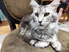 -猫小院猫主题餐厅(三里屯店)