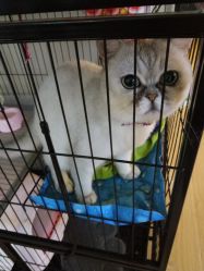 -英刺青 纹身 洗纹身