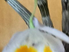 -清平中药材专业市场