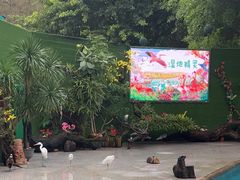-广州长隆飞鸟乐园