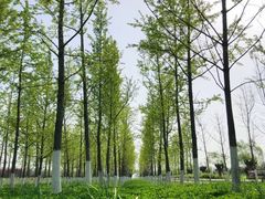 -汉长安城未央宫国家考古遗址公园