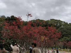 -广州市帽峰山景区