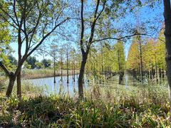 -泗洪洪泽湖湿地景区