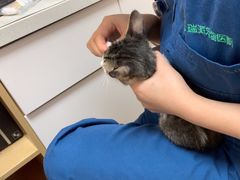 -瑞派康怡24h宠物医院·犬猫医疗中心·微创绝育(瑞景分院)