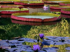 -国家植物园南园