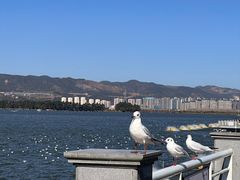 -海埂大坝