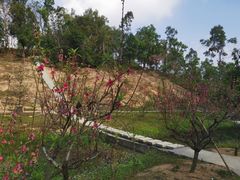 -中山市树木园