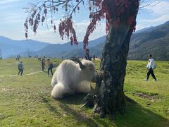 -硗碛藏寨·神木垒景区