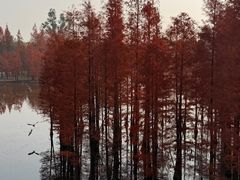 -白鹭湾湿地公园