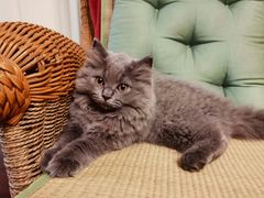 -东方名猫馆·英短金渐层布偶猫舍(环线广场1号楼店)