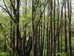 -上海共青森林公园