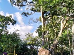 -瑞丽独树成林风景区