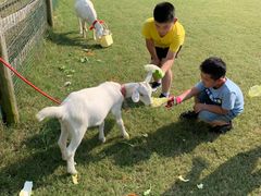 -前小桔亲子创意农场·草莓采摘·露营烧烤