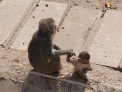 -青藏高原野生动物园