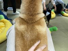 -逗柴咖啡屋·狗咖猫咖宠物桌游
