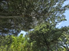 -尚庄度假村·庭台树下·户外烧烤·团建CS·轰趴营地(上庄水库店)