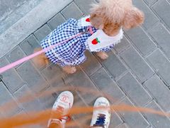 -汪小喵宠物·戴维斯乐芳希施宠馨宝皮毛调理洗护店