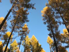 -塞罕坝国家级自然保护区