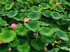 -天津东丽湖风景区