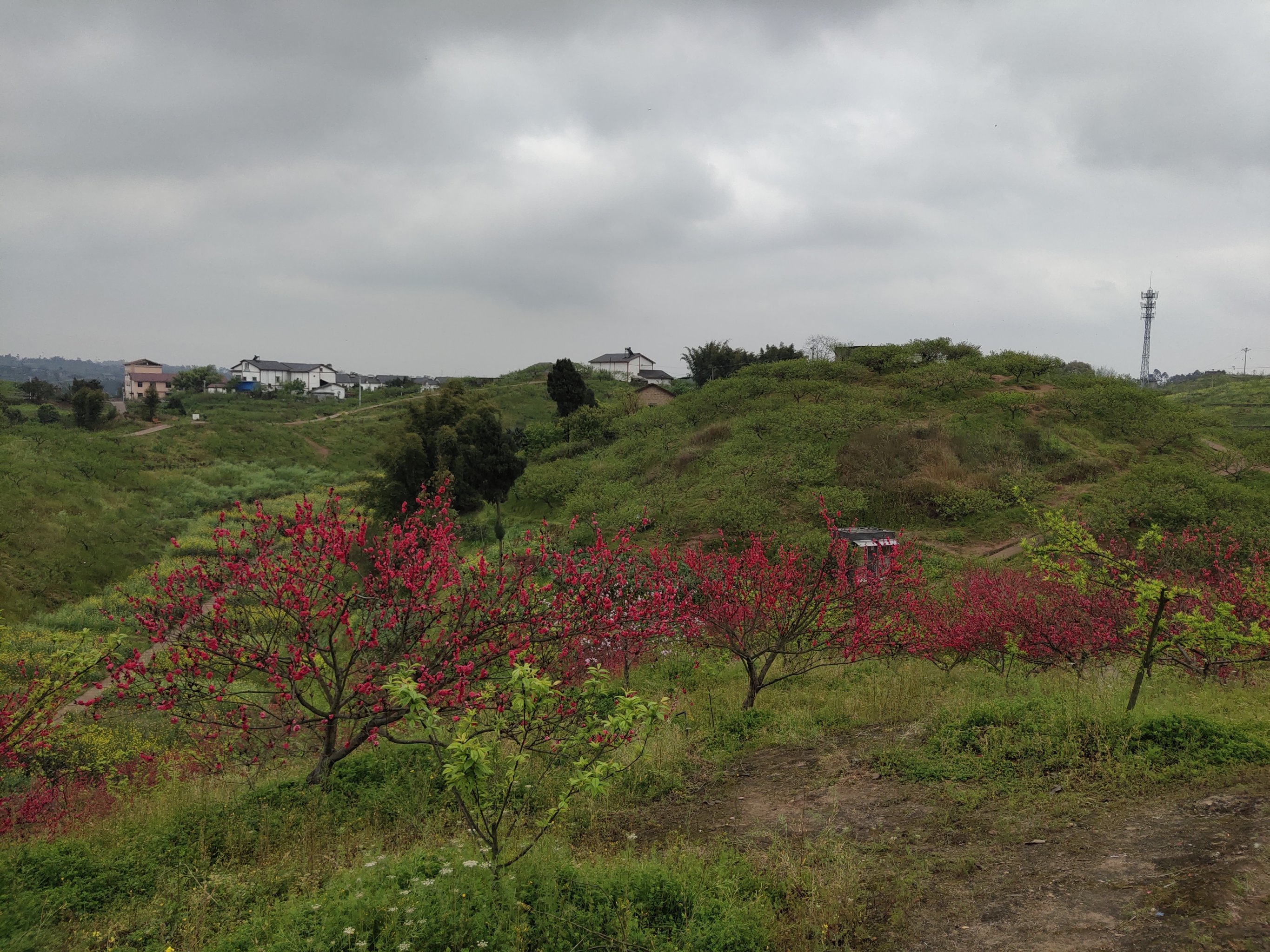 圣水湖桃花岛