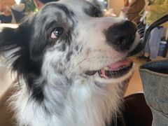 -百好乐宠物友好餐厅(朝外大街店)