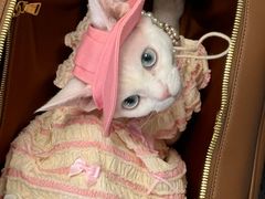 -FAELING PETS美天灵宠物(富力广场店)
