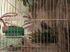 -zoonana室内动物园(东方福来德店)