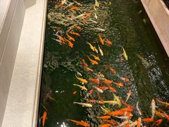 -龙悦湾酒家·八阵鱼生·渔人码头店