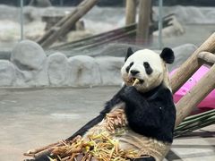 -栾川竹海野生动物园