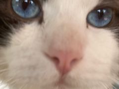 -喵喵咪呀布偶猫咖(春熙路店)
