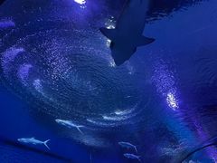 -海合安武汉极地海洋公园