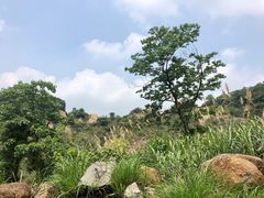 -火炉山森林公园