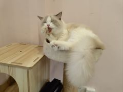 -猫咪派对(江南西店)