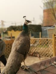 -萌宠亲子动物乐园(槐房万达店)