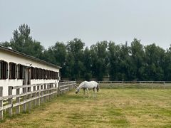 -北京群众马术培训基地