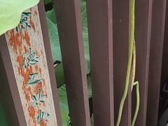 -陈家山荷花公园