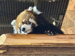 -Zoolung Zoolung动物主题公园(海信广场店)