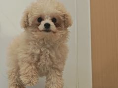 -瑞派康怡24h宠物医院·犬猫医疗中心·微创绝育(瑞景分院)