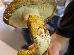 -鲜菌江湖正宗野生菌火锅