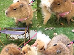 -J Create城市露营咖啡·简餐·宠物(上海动物园店)