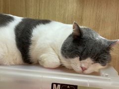-MOCHA明星猫咖(田子坊店)