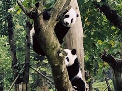 -都江堰中华大熊猫苑